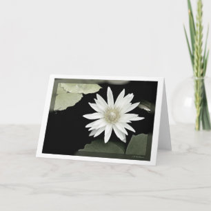 White waterlily card