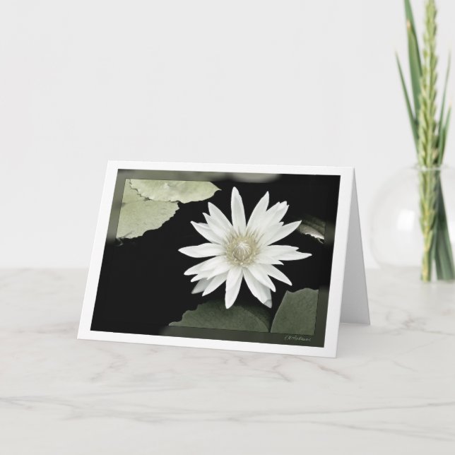 White waterlily card (Front)