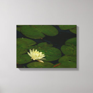 White Waterlily I Peaceful Floral Photography Canvas Print