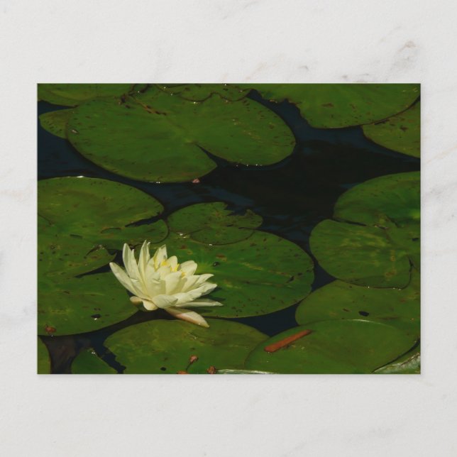 White Waterlily I Peaceful Floral Photography Postcard (Front)