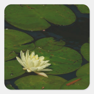 White Waterlily I Peaceful Floral Photography Square Sticker