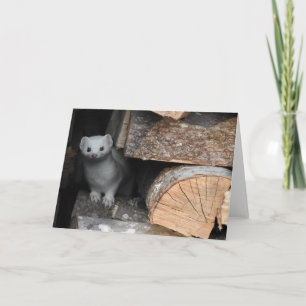 White Weasel Greeting Card, Blank Inside Card