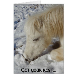 White Welsh Pony Asleep