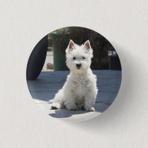 White West Highland Terrier Sitting on Sidewalk 3 Cm Round Badge
