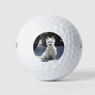 White West Highland Terrier Sitting on Sidewalk Golf Balls