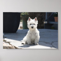 White West Highland Terrier Sitting on Sidewalk