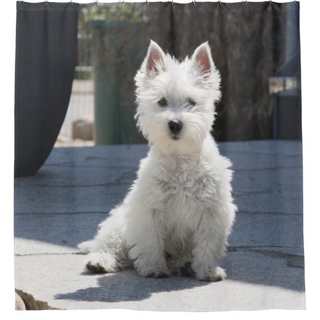 White West Highland Terrier Sitting on Sidewalk Shower Curtain (Front)