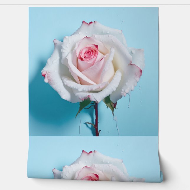 White wet rose on turquoise blue background wallpaper (Unrolling)