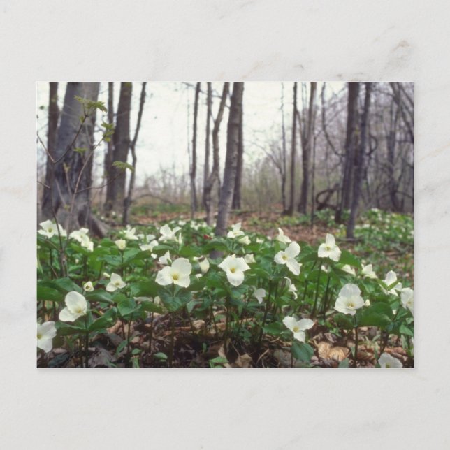 white White Trillium flowers Postcard (Front)