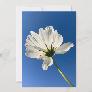 White Wild Flower Card