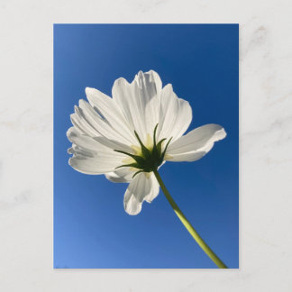 White Wild Flower Postcard