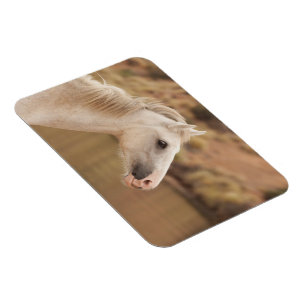 White wild horse magnet