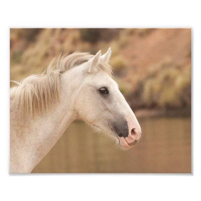 White Wild Horse Photo Print (Front)