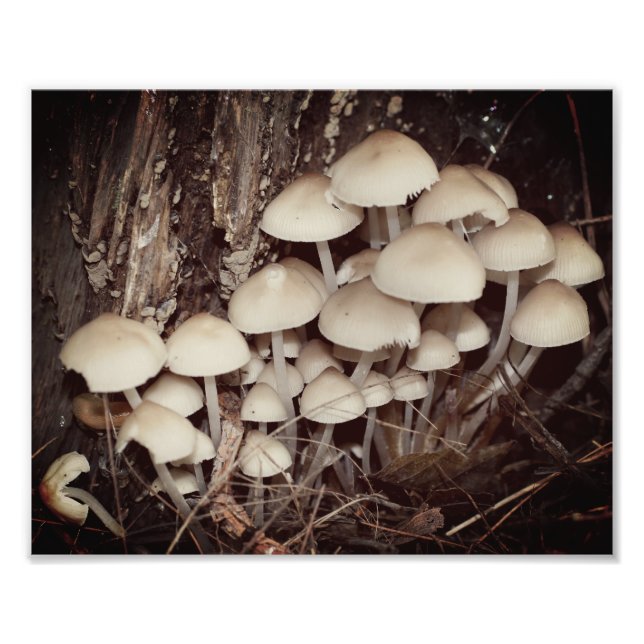 White Wild Mushroom Cluster 8x10 Photo Print (Front)