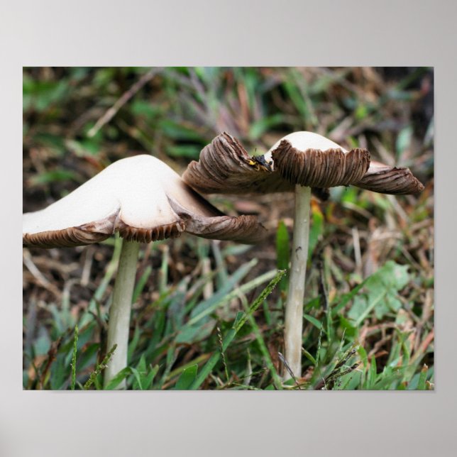 White Wild Mushroom Pair Nature Poster (Front)
