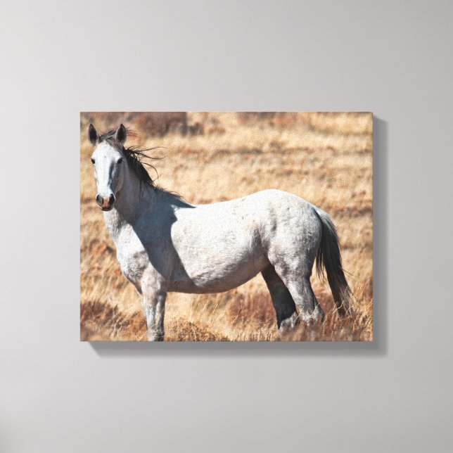 White Wild Mustang Horse Canvas Print (Front)