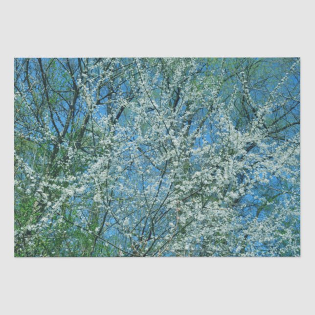 White wild plum tree in blossom  tissue paper (Front)