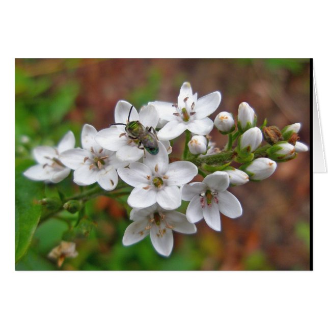 White Wildflower & Bee Fly (Front Horizontal)