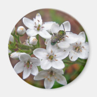 White Wildflower & Bee Fly
