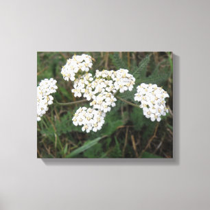 White Wildflowers Canvas Print