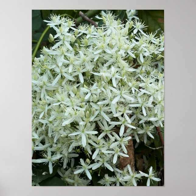 White Wildflowers Photo Poster  (Front)