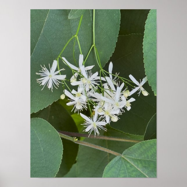 White Wildflowers Photo Poster  (Front)