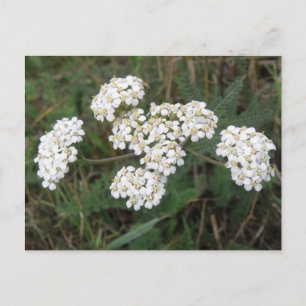 White wildflowers Postcard