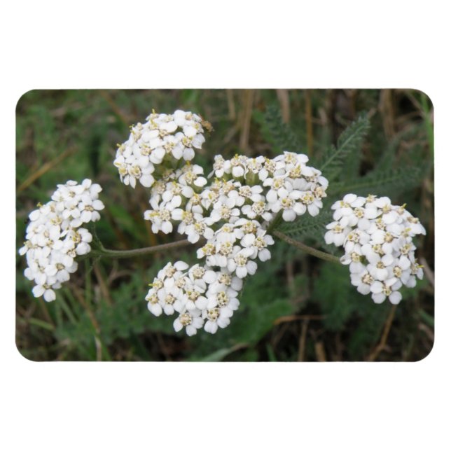 White Wildflowers Premium Magnet (Horizontal)