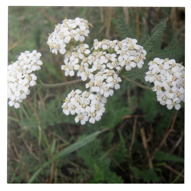 White Wildflowers Tile (Front)