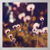 White Wildlowers in Sunlight Purple Bokeh