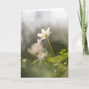 White Windflower nature photo Card