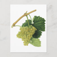White Wine Grapes on the Vine, Vintage Food Fruit