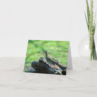 White Winged Dove Card