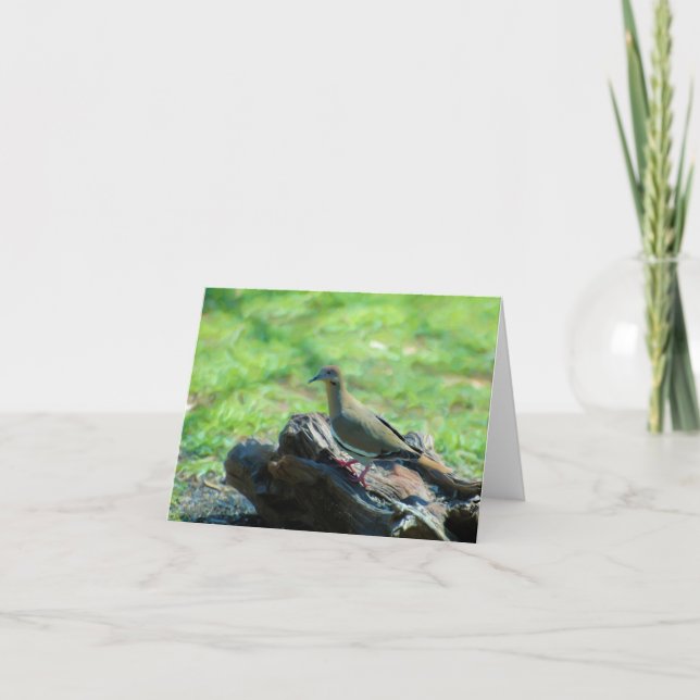 White Winged Dove Card (Front)
