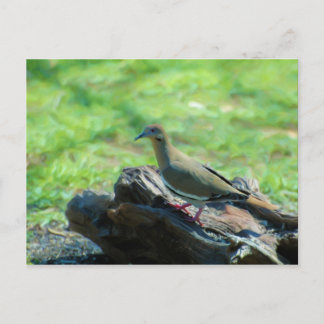 White Winged Dove Postcard