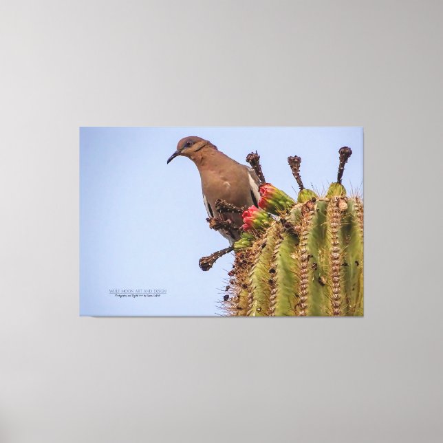 White Winged Dove With Saguaro Cactus Fruit 60x40 Canvas Print (Front)