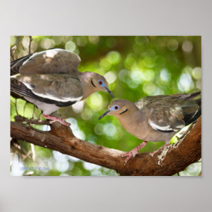 White-Winged Doves Poster