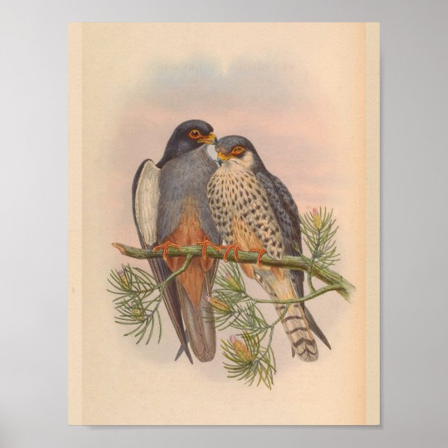 White Winged Kestrel Hawk Bird Vintage Art Print (Front)