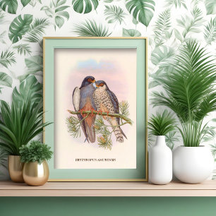 White-winged Red-footed Kestrel Poster