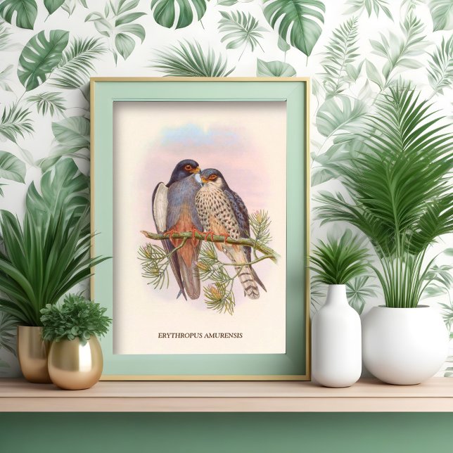 White-winged Red-footed Kestrel Poster (Creator Uploaded)