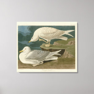 White-winged silvery Gull Audubon Birds of America Canvas Print