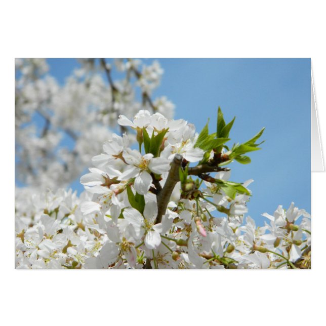 White Wisteria Blossoms Card (Front Horizontal)