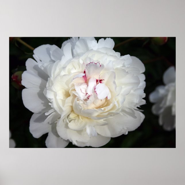 White With A Touch Of Colour Poster (Front)
