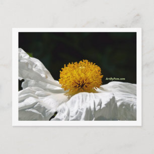 White With Yellow Postcard
