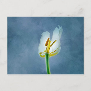 White withering tulip flower postcard