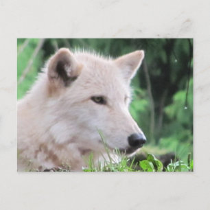 White Wolf Close Up Profile Postcard