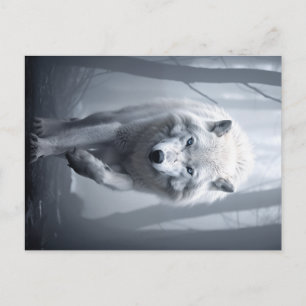 White Wolf in Foggy Forest Postcard