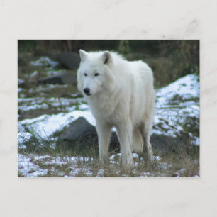 White Wolf in Winter Postcard