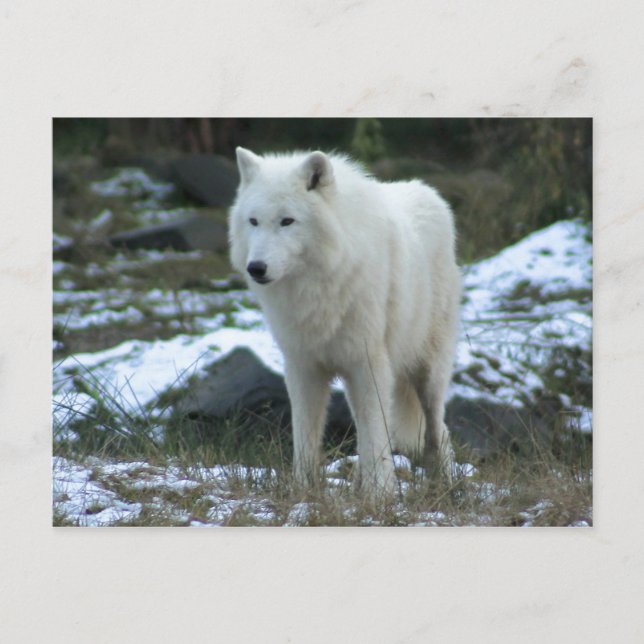 White Wolf in Winter Postcard (Front)