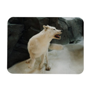 White Wolf Magnet